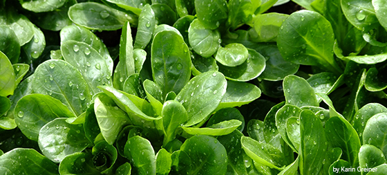 Water-saving salad cleaning with ultrasound