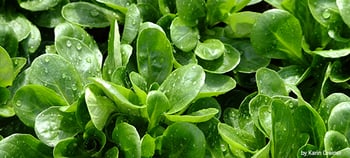 Water-saving salad cleaning with ultrasound